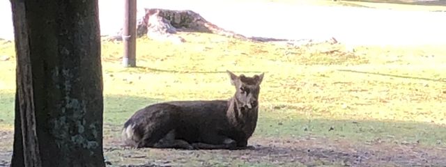 稲荷狐さんの壁紙画像