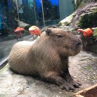 稲荷狐さんのアイコン画像