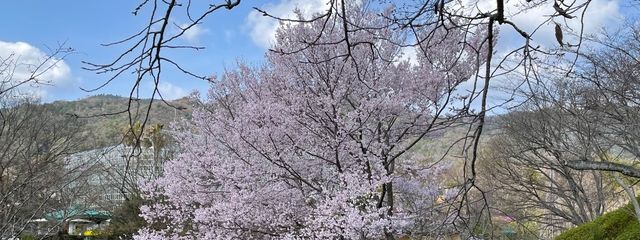 萌花さんの壁紙画像