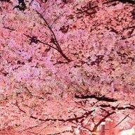 玲奈さんのアイコン画像