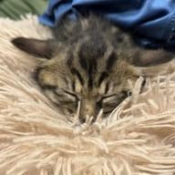 妹さんのアイコン画像