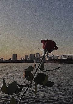 cherry hunt
