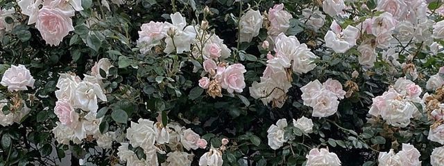 める໒꒱· ﾟさんの壁紙画像