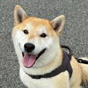 はる(主)