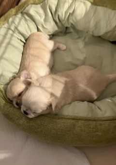 もかちゃん専用(もかちゃん以外見るな!)