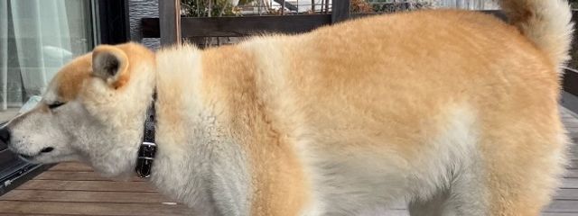 フォロバひゃくぱーはる🐶🍼さんの壁紙画像