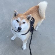 自称犬ストーカーはる🐶🍼さんのアイコン画像