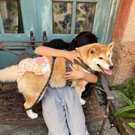 フォロバひゃくぱーはる🐶🍼さんのアイコン画像