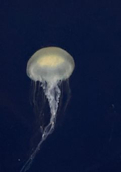 愛及屋烏