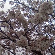 🌸👓(暫くの間ほぼ無浮上｡)さんのアイコン画像