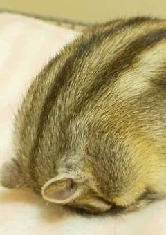 リスちゃんを飼い始めました