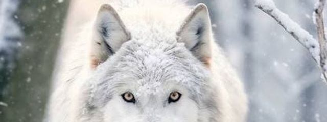 黒狼白外　@人狼だーいすきさんの壁紙画像