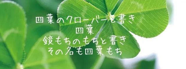 四葉もち 𝄢🍡さんの壁紙画像