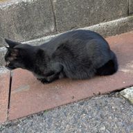 猫猫丸さんのアイコン画像