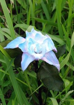 孤独のヴァンパイア  -Thank you for us-