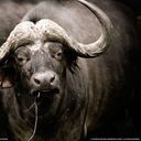 ボルドー・ソーヴィニヨン@b1r8d_