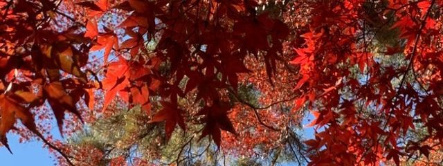 柊🍁💫🕊️さんの壁紙画像
