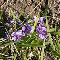 藍葉 月蝶 ☾⋆·̩͙⑅*さんのアイコン画像