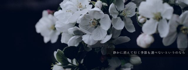 白木 椿紀さんの壁紙画像