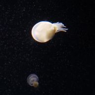 芹澤 唯華さんのアイコン画像