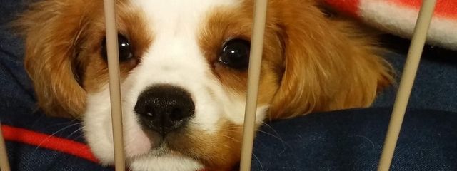 ムーミンさんの壁紙画像