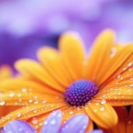 Ruriさんのアイコン画像