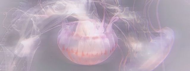 　　魅　嶺　.さんの壁紙画像