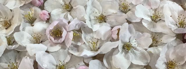 夢野　音恋さんの壁紙画像