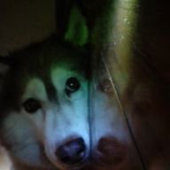 カⒷ日ん斗李ーーヒュ間ンずL　(活動休止はしてないよ!?)さんのアイコン画像