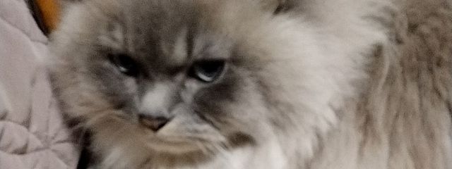 あいりさんの壁紙画像