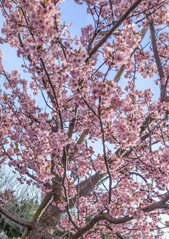 桜学園の生徒会