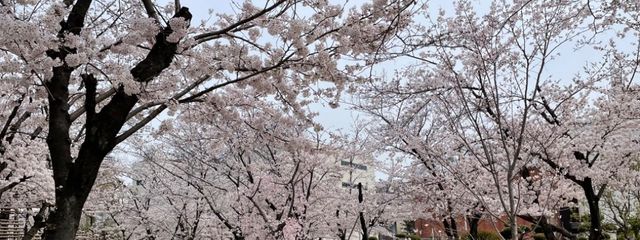 まぁやさんの壁紙画像