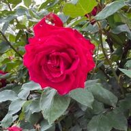 まぁやさんのアイコン画像