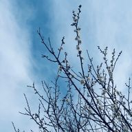 ぽ🐻🐰うに湖🌞🌛🫛🫧💉🐼🧚‍♀️🐋⚰️さんのアイコン画像