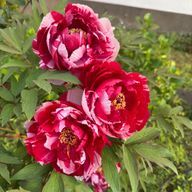 ぽや🐻🐰うに湖📣🫧🫧🫧🎷🫧🫧🫧さんのアイコン画像