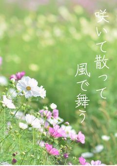 咲いて散って風で舞う