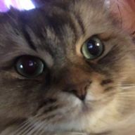 猫好きさんのアイコン画像