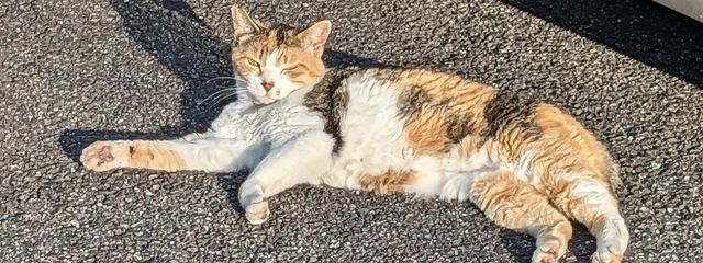 葵(万年寝不足)さんの壁紙画像