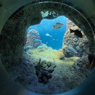 まふまふさんのアイコン画像