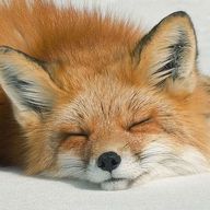 きちゅねさんのアイコン画像