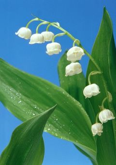 鈴蘭の君を想うとき