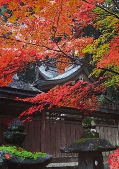 元塩な部活の先輩に溺れています