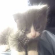 猫さんのアイコン画像