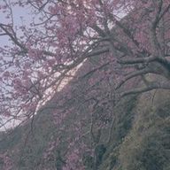 samiさんのアイコン画像