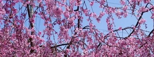 kononoさんの壁紙画像