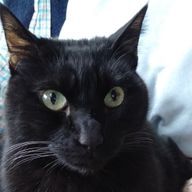 スイカ猫さんのアイコン画像