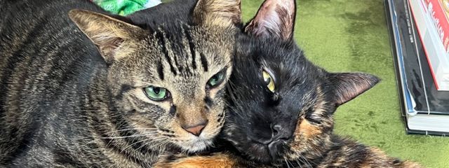 てとたんさんの壁紙画像