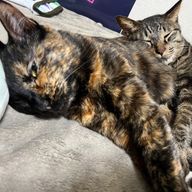 てとたんさんのアイコン画像