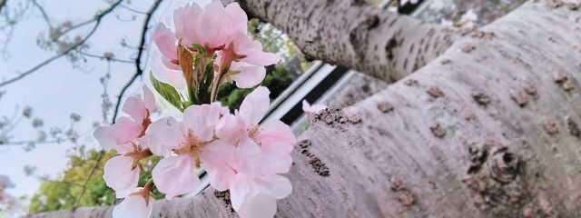 るえ/୨୧ᥫᩣ໒꒱　さんの壁紙画像