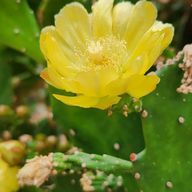 つきなさんのアイコン画像